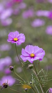 Preview wallpaper kosmeya, petals, flowers, purple