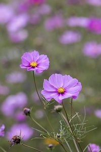 Preview wallpaper kosmeya, petals, flowers, purple