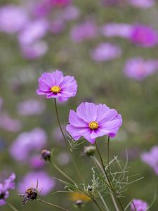 Preview wallpaper kosmeya, petals, flowers, purple