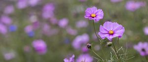 Preview wallpaper kosmeya, petals, flowers, purple