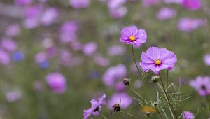 Preview wallpaper kosmeya, petals, flowers, purple