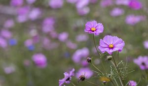 Preview wallpaper kosmeya, petals, flowers, purple