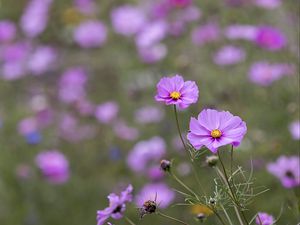 Preview wallpaper kosmeya, petals, flowers, purple