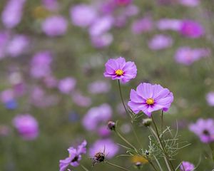 Preview wallpaper kosmeya, petals, flowers, purple