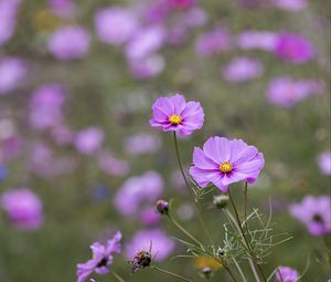 Preview wallpaper kosmeya, petals, flowers, purple