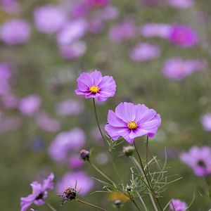 Preview wallpaper kosmeya, petals, flowers, purple