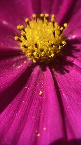 Preview wallpaper kosmeya, pollen, flower, petals, macro