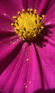 Preview wallpaper kosmeya, pollen, flower, petals, macro