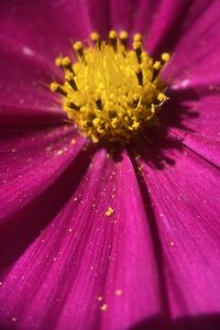 Preview wallpaper kosmeya, pollen, flower, petals, macro