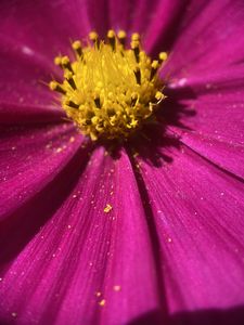 Preview wallpaper kosmeya, pollen, flower, petals, macro