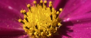 Preview wallpaper kosmeya, pollen, flower, petals, macro