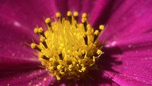 Preview wallpaper kosmeya, pollen, flower, petals, macro