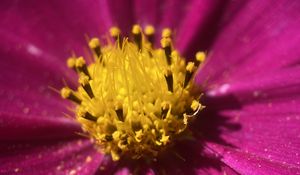 Preview wallpaper kosmeya, pollen, flower, petals, macro