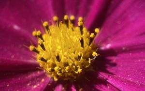 Preview wallpaper kosmeya, pollen, flower, petals, macro