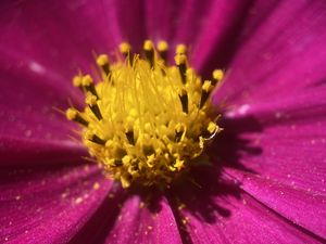 Preview wallpaper kosmeya, pollen, flower, petals, macro