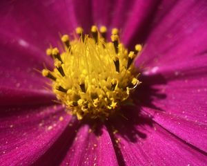 Preview wallpaper kosmeya, pollen, flower, petals, macro