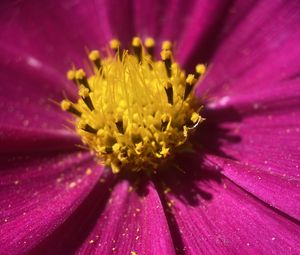 Preview wallpaper kosmeya, pollen, flower, petals, macro