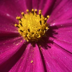 Preview wallpaper kosmeya, pollen, flower, petals, macro