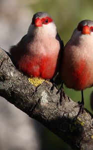 Preview wallpaper krasnobrovy astrild, branch, birds, moss