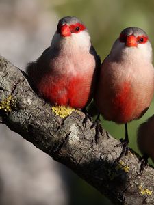 Preview wallpaper krasnobrovy astrild, branch, birds, moss