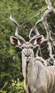 Preview wallpaper kudu, antelope, horns