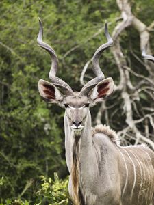 Preview wallpaper kudu, antelope, horns