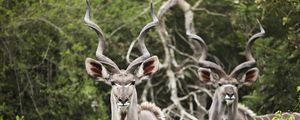 Preview wallpaper kudu, antelope, horns