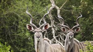 Preview wallpaper kudu, antelope, horns