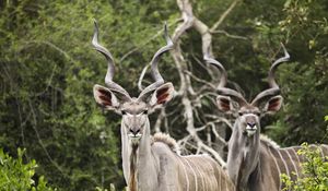 Preview wallpaper kudu, antelope, horns