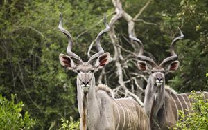 Preview wallpaper kudu, antelope, horns