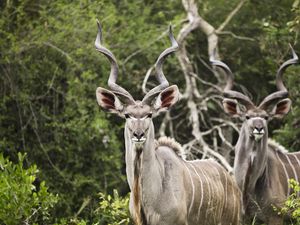 Preview wallpaper kudu, antelope, horns