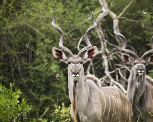 Preview wallpaper kudu, antelope, horns