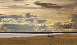 Preview wallpaper kudu, golf, walk, overcast