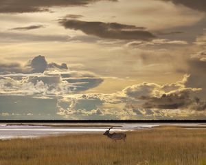 Preview wallpaper kudu, golf, walk, overcast