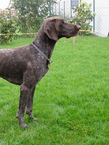 Preview wallpaper kurzhaar, dog, spotted, large, grass