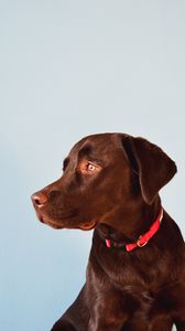 Preview wallpaper labrador, dog, animal, pet, brown