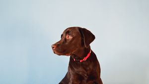 Preview wallpaper labrador, dog, animal, pet, brown