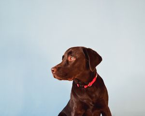 Preview wallpaper labrador, dog, animal, pet, brown