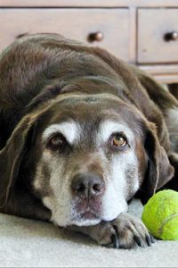 Preview wallpaper labrador, dog, ball, lies