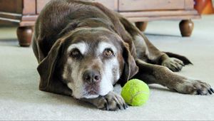 Preview wallpaper labrador, dog, ball, lies