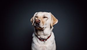 Preview wallpaper labrador, dog, collar