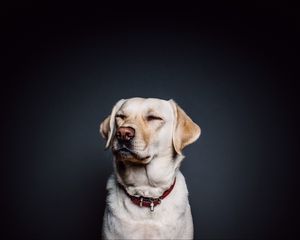 Preview wallpaper labrador, dog, collar