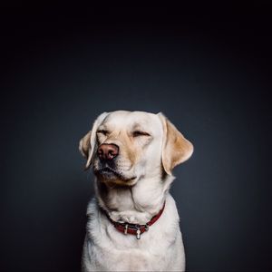Preview wallpaper labrador, dog, collar