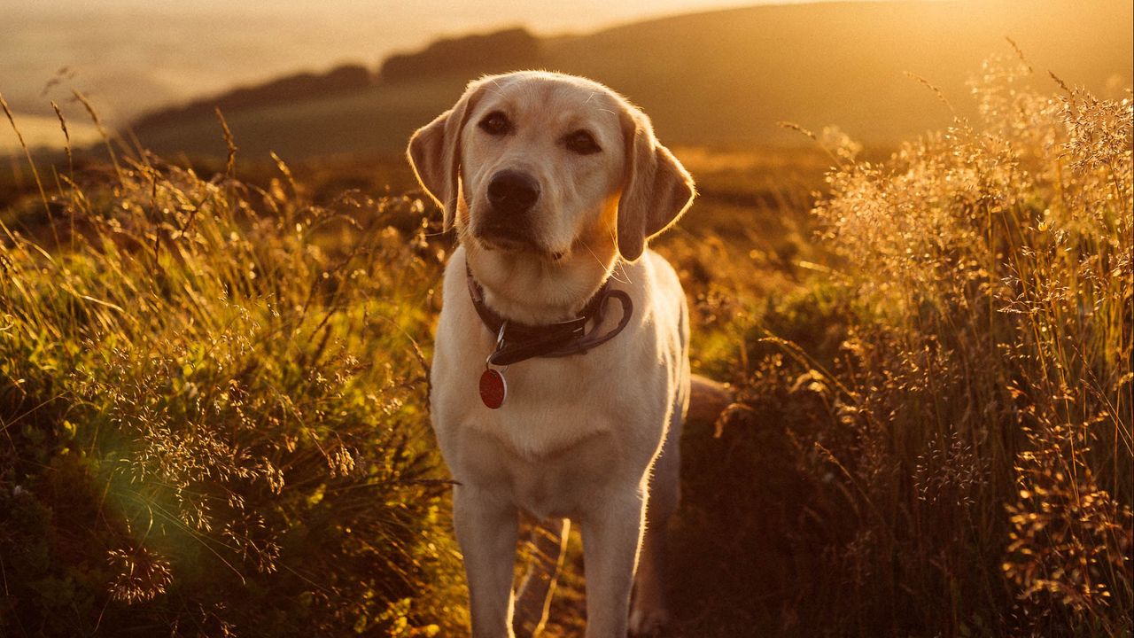 Wallpaper labrador, dog, grass, sunset