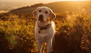 Preview wallpaper labrador, dog, grass, sunset