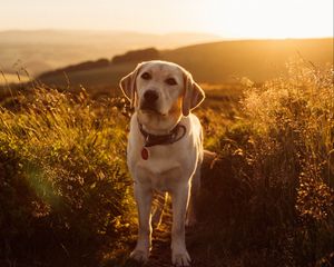 Preview wallpaper labrador, dog, grass, sunset