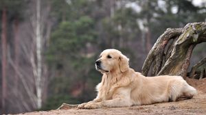 Labrador full hd, hdtv, fhd, 1080p wallpapers hd, desktop backgrounds  1920x1080, images and pictures