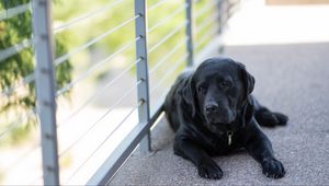 Preview wallpaper labrador, dog, lying, black