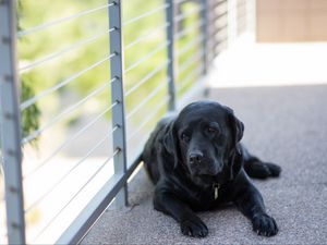 Preview wallpaper labrador, dog, lying, black