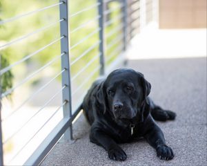 Preview wallpaper labrador, dog, lying, black